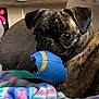 Mimosa joined the competition — help win amazing prizes! blanket, blue_toy, brindle, chewed_toy, closeup, colorful_blanket, couch, cushion, dog, ears, eyes, home, indoor, muzzle, pet, playful, portrait, pug, sitting, toy