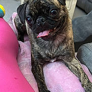 Mimosa joined the competition — help win amazing prizes! big_eyes, blanket, brindle_coat, close_up, coffee_table, couch, dog, happy, indoor, living_room, paw, pet, pink, portrait, pug, relaxed, sippy_cup, sofa, tongue_out, toy_ball