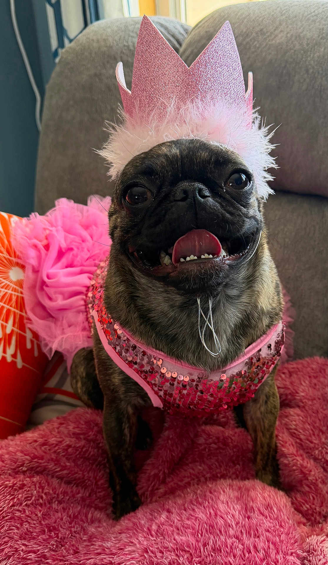 Mimosa is registered to the contest to win money with this photo: accessory, close_up, costume, couch, crown, dog, drooling, furry, happy, indoor, party, pet_portrait, pillow, pink, plush_blanket, pug, sequin, teeth, tongue_out, tutu