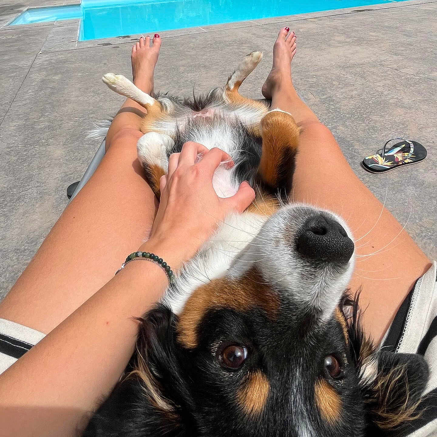 Izïa a rejoint le concours — aidez-le/la à gagner de superbes lots ! animal, barefoot, canine, cat, dog, fun, furniture, person, pet, pool, puppy, racket, spa, sport, sunbathing, swimmingpool, tennis, tennisracket, vacation, water