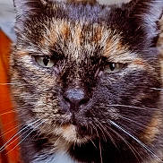 Câline a rejoint le concours — aidez-le/la à gagner de superbes lots ! animal, cat, close_up, cute, detail, expression, face, feline, focused, fur, green_eyes, indoor, mammal, mustache, nose, pet, portrait, soft_light, tortoiseshell, whiskers