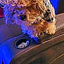 Max is registered to the contest to win money with this photo: dog, curly_fur, hoodie, pet_clothing, recliner, armrest, indoor, blue_lighting, cozy, small_dog, canine, fur, couch, seat, home, domestic_animal, animal, cute, pet, companion