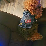Max joined the competition — help win amazing prizes! dog, curly_fur, denim_jacket, patches, couch, leather, indoor, wooden_floor, pet, fashion, sitting, brown, black, cute, cozy, small_dog, fur, animal, domestic, relaxed