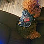 dog, curly_fur, denim_jacket, patches, couch, leather, indoor, wooden_floor, pet, fashion, sitting, brown, black, cute, cozy, small_dog, fur, animal, domestic, relaxed