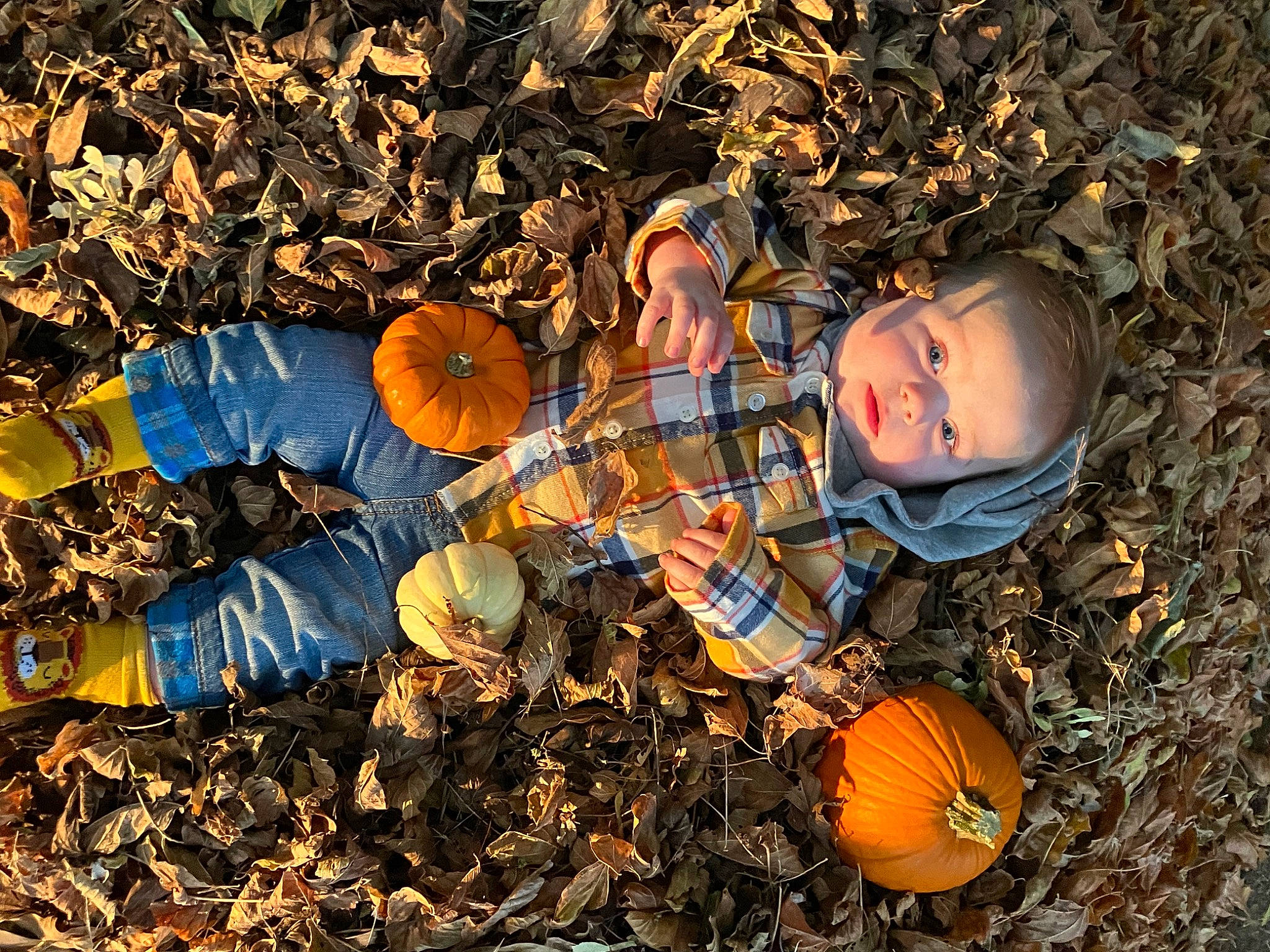 Dallas joined the competition — help win amazing prizes! agriculture, autumn, calabaza, cucurbita, deciduous, fun, gourd, grass, landscape, leaf, nature, orange, people_in_nature, person, pumpkin, soil, squash, vegetable, winter, winter_squash