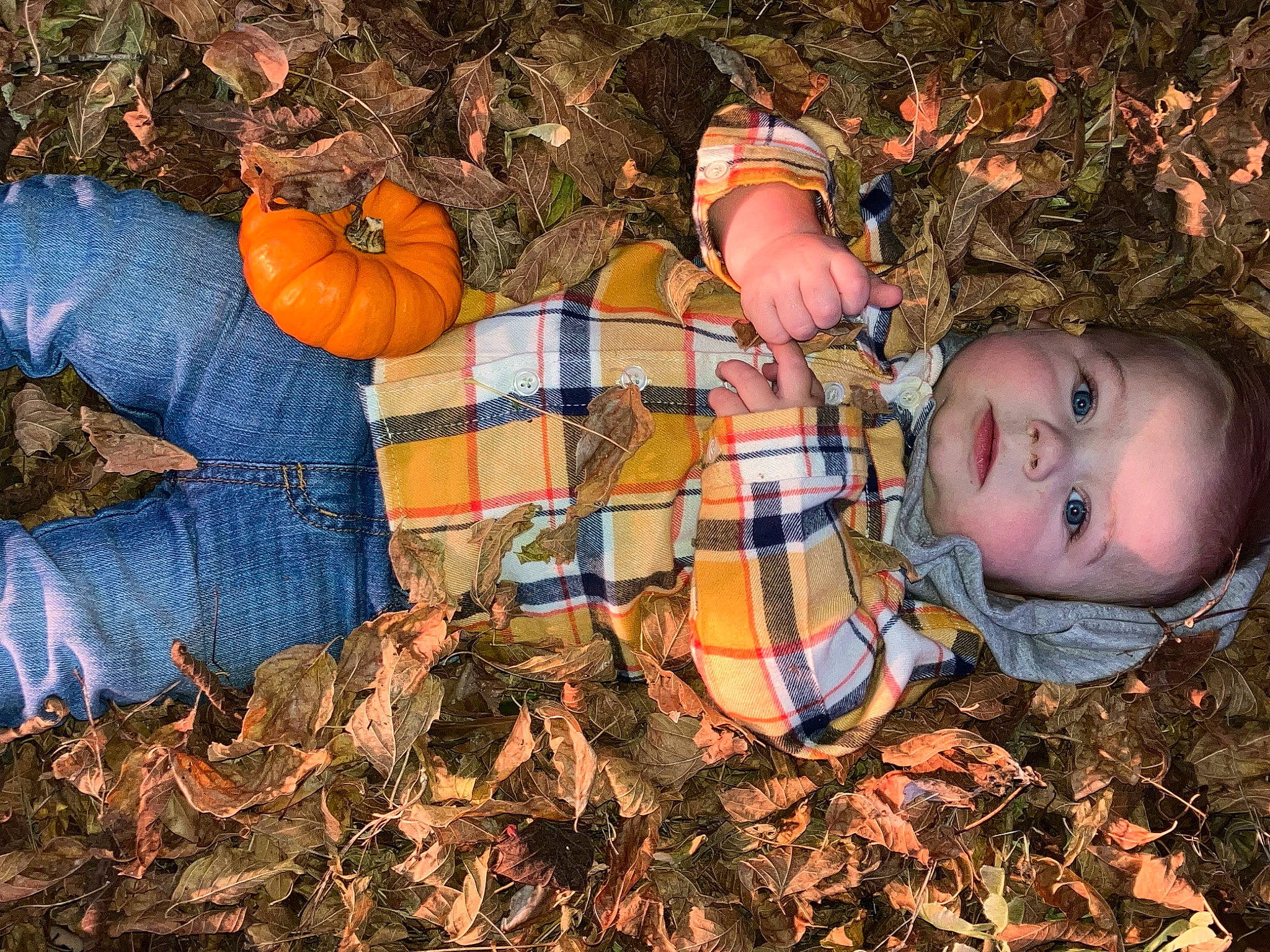 Dallas is registered to the contest to win money with this photo: art, botany, calabaza, cucurbita, deciduous, gourd, grass, leaf, natural_foods, orange, people_in_nature, person, plant, pumpkin, squash, tints_and_shades, toddler, tree, vegetable, winter_squash
