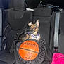 dog, small_dog, chihuahua, backseat, car_interior, basketball, sports_ball, backpack, harness, seat_belt, black_seat, pink_bag, night_photo, flash, red_eye, pet, cozy, travel, bag, upholstery