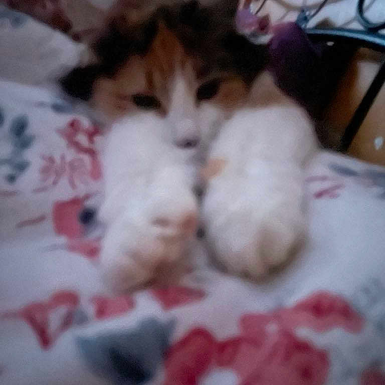 Sisi participe au concours pour gagner de l'argent avec cette photo : animal, blurry, calm, cat, close_up, cozy, cute, fabric, feline, floral_pattern, fur, home, indoor, paws, pet, relaxing, resting, sleepy, soft_focus, whiskers