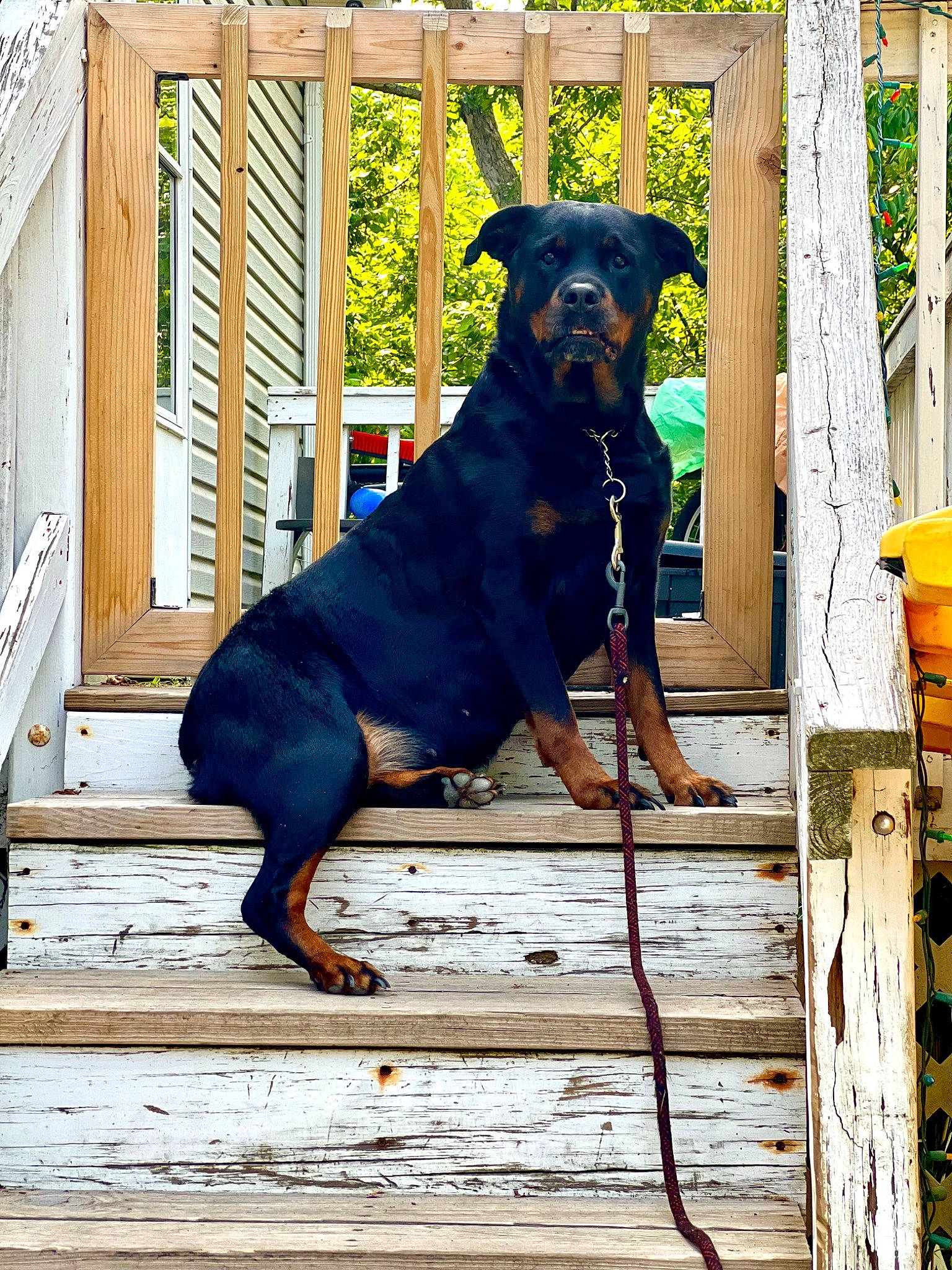 Kassie joined the competition — help win amazing prizes! canidae, carnivore, companion_dog, dog, dog_breed, dog_supply, door, electric_blue, fawn, guard_dog, hardwood, hunting_dog, pet_supply, plank, plant, sporting_group, stairs, wood, working_animal, working_dog