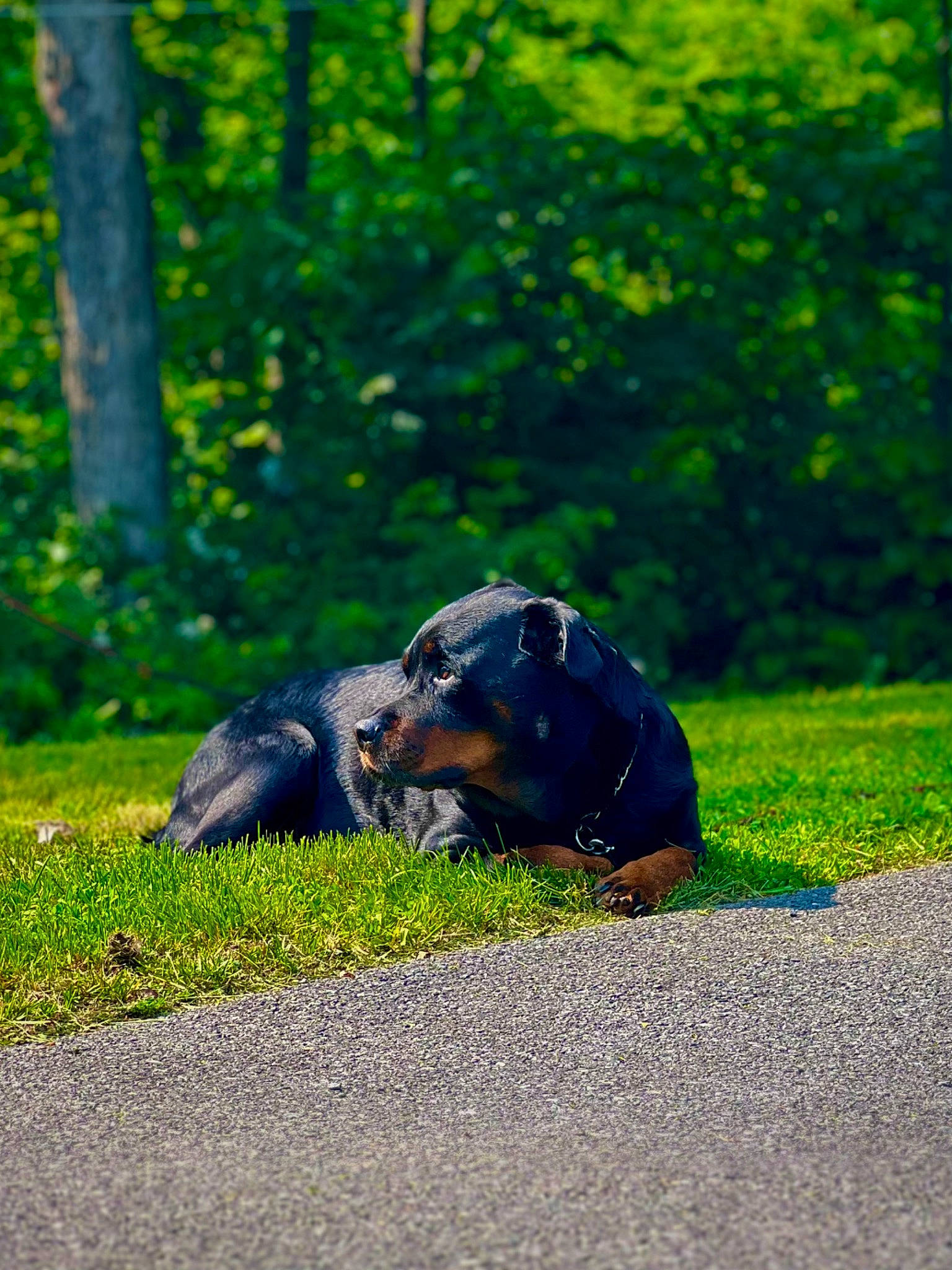 Kassie is registered to the contest to win money with this photo: canidae, carnivore, companion_dog, dog, dog_breed, electric_blue, grass, grassland, groundcover, lawn, natural_landscape, people_in_nature, plant, sitting, snout, sporting_group, tail, terrestrial_animal, tree, working_animal