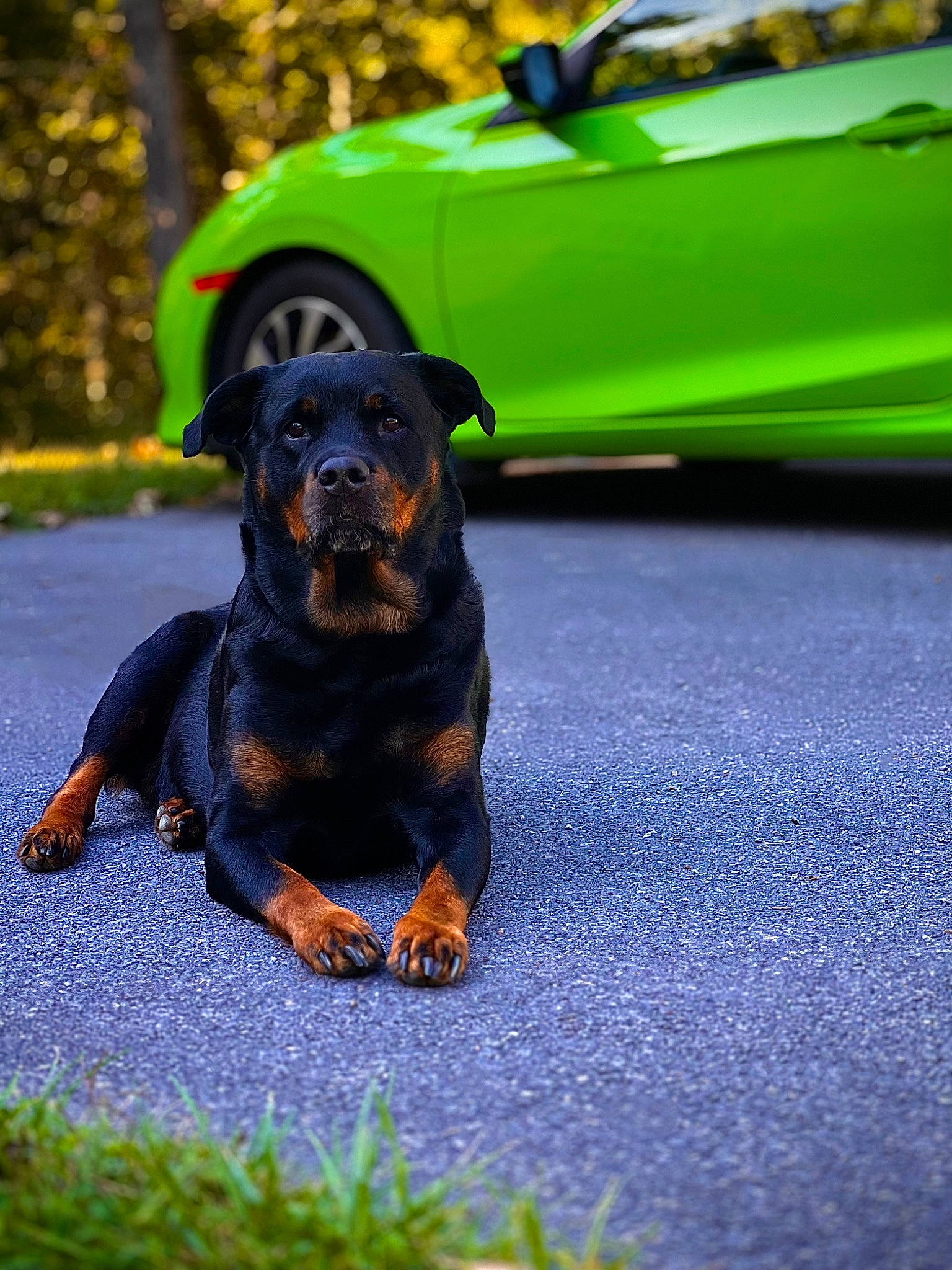 Kassie joined the competition — help win amazing prizes! asphalt, automotive_lighting, automotive_tire, bumper, car, carnivore, companion_dog, dog, dog_breed, fender, grass, hood, personal_luxury_car, road_surface, rolling, tire, vehicle, vehicle_door, wheel, yellow