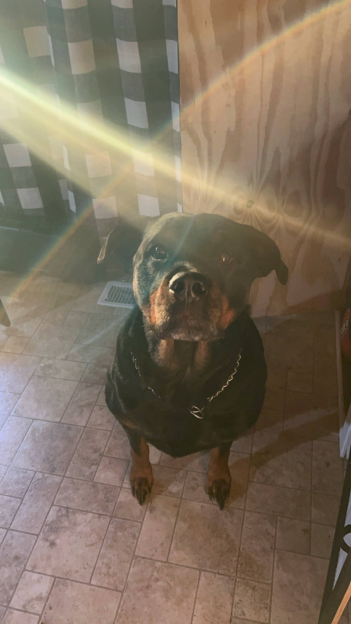 Kassie joined the competition — help win amazing prizes! canidae, carnivore, companion_dog, dog, dog_breed, eye, eyewear, fawn, floor, flooring, fur, jaw, liver, metal, road_surface, snout, sporting_group, terrestrial_animal, whiskers, working_animal