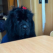 Nova is registered to the contest to win money with this photo: dog, black_dog, indoor, table, wooden_table, bow, red_bow, pet, fur, canine, animal, waiting, pensive, chair, room, furniture, household, closeup, portrait, companion