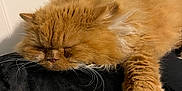 Sebastian joined the competition — help win amazing prizes! abyssinian, angora, animal, armchair, cat, chair, couch, furniture, hardwood, kitten, manx, person, pet, siamese, sleeping, wood