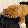 abyssinian, angora, animal, armchair, cat, chair, couch, furniture, hardwood, kitten, manx, person, pet, siamese, sleeping, wood