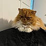 Sebastian joined the competition — help win amazing prizes! abyssinian, angora, animal, cat, closet, computer, couch, cupboard, electronics, furniture, hardwood, indoors, interiordesign, kitten, laptop, manx, pet, plywood, shelf, wood