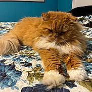 Sebastian is registered to the contest to win money with this photo: animal, bed, bedroom, blanket, canine, cat, couch, dog, furniture, hardwood, homedecor, indoors, interiordesign, kitten, linen, manx, pet, quilt, room, wood