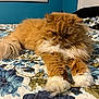 animal, bed, bedroom, blanket, canine, cat, couch, dog, furniture, hardwood, homedecor, indoors, interiordesign, kitten, linen, manx, pet, quilt, room, wood