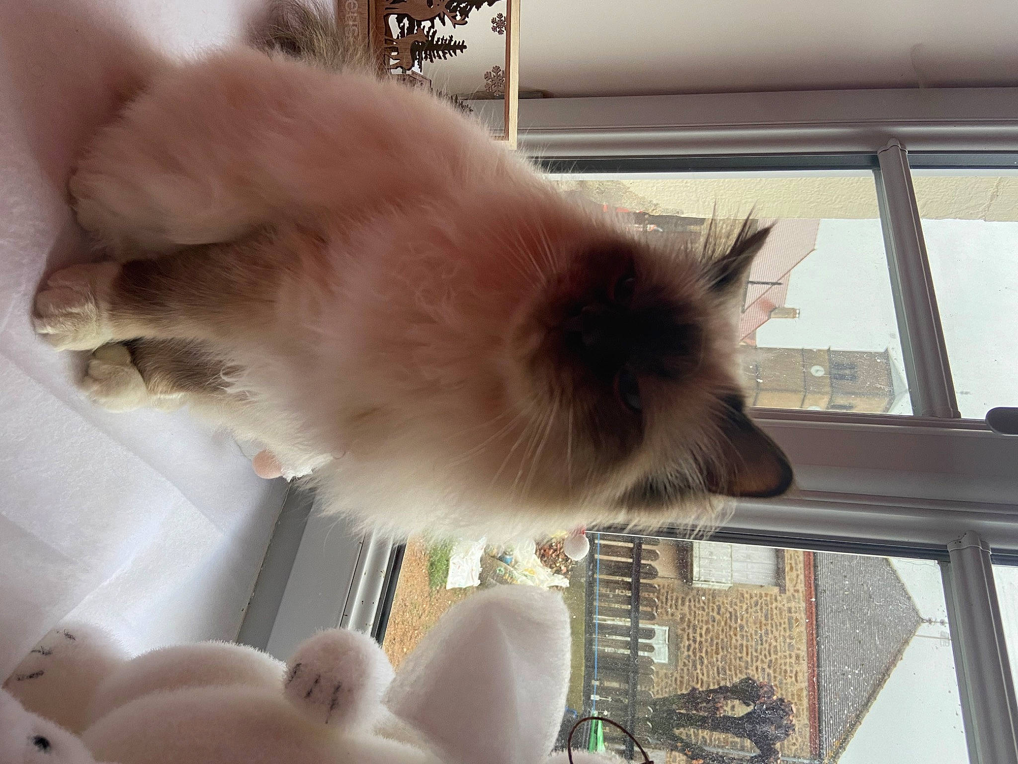 Rainbow participe au concours pour gagner de l'argent avec cette photo : canidae, carnivore, cat, claw, companion_dog, dog_breed, fawn, felidae, foot, fur, paw, siamese, small_to_medium_sized_cats, snout, sporting_group, tail, whiskers, window