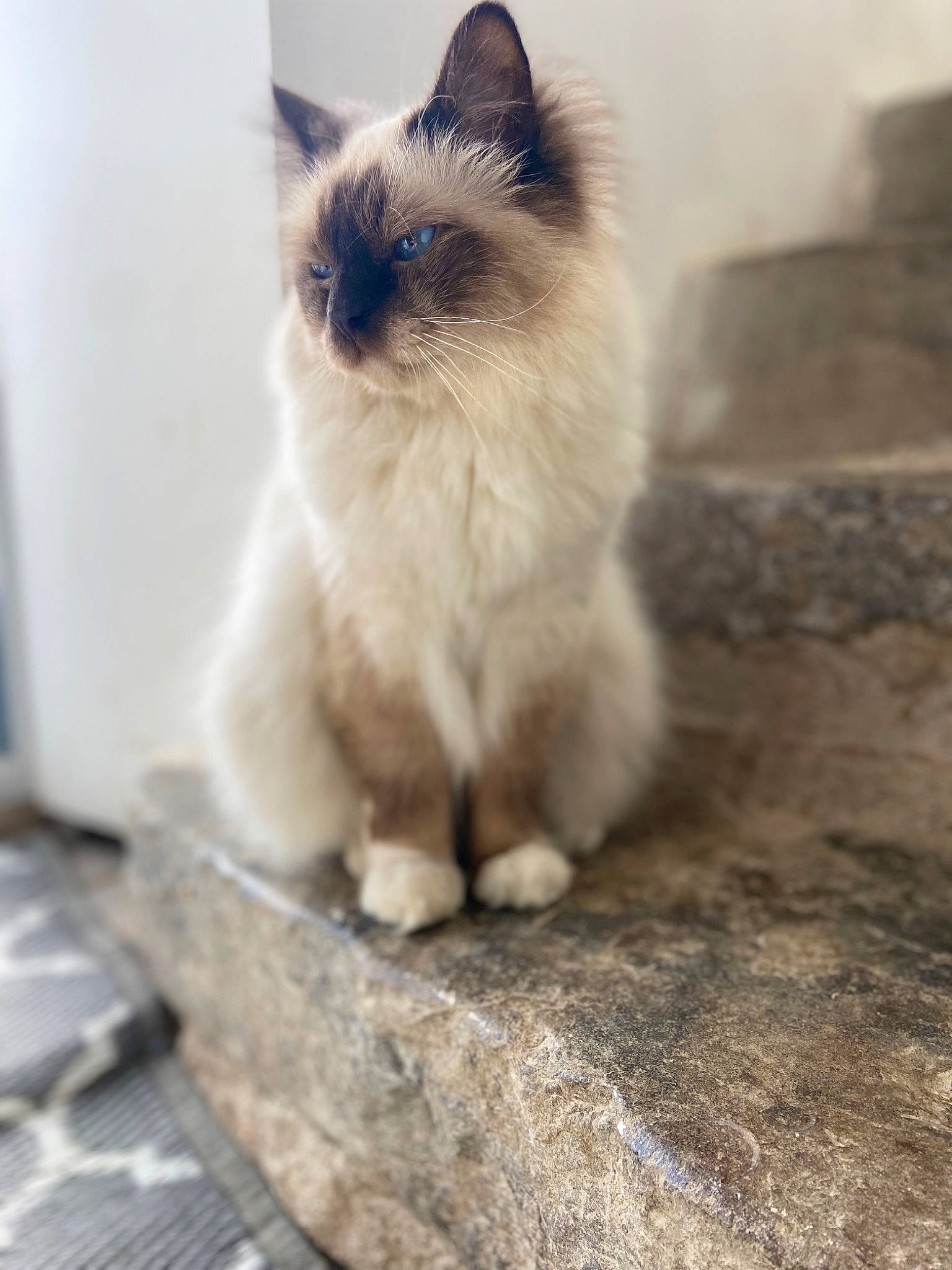 Rainbow a rejoint le concours — aidez-le/la à gagner de superbes lots ! balinese, birman, carnivore, cat, fawn, felidae, fur, iris, ragdoll, siamese, small_to_medium_sized_cats, snout, terrestrial_animal, thai, whiskers, wood