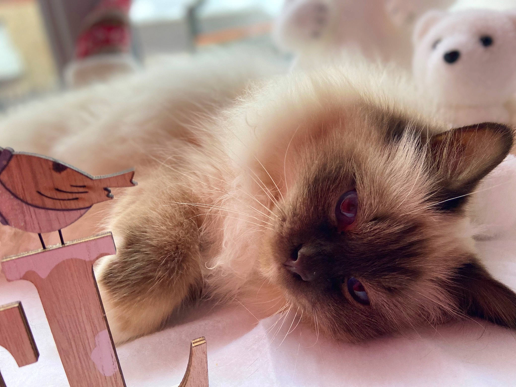 Rainbow participe au concours pour gagner de l'argent avec cette photo : carnivore, cat, claw, close_up, comfort, domestic_short_haired_cat, felidae, fur, nap, paw, siamese, small_to_medium_sized_cats, thai, whiskers