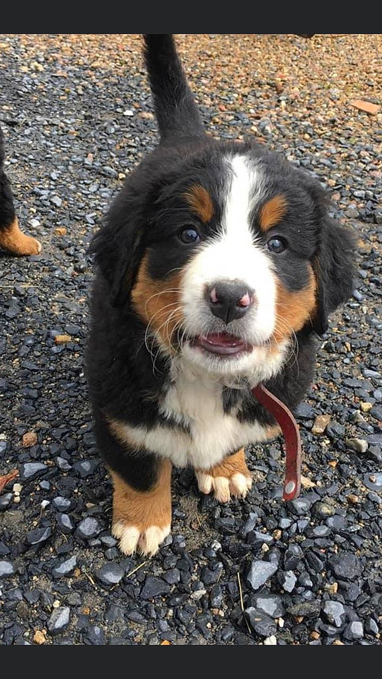 Rafale a rejoint le concours — aidez-le/la à gagner de superbes lots ! asphalt, bernese_mountain_dog, carnivore, companion_dog, dog, dog_breed, foot, fur, grass, herding_dog, plant, road_surface, soil, terrestrial_animal, toy_dog, whiskers, working_dog