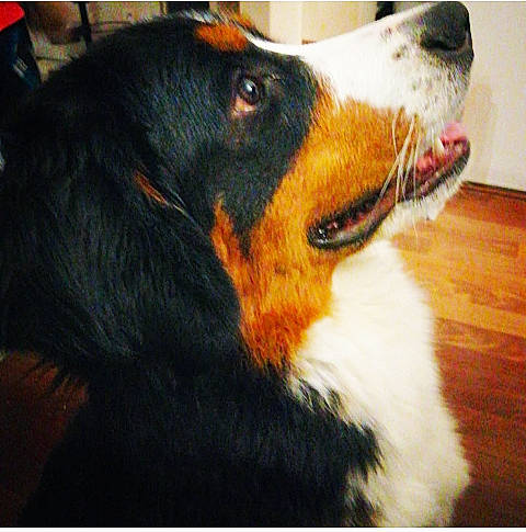 Rafale a rejoint le concours — aidez-le/la à gagner de superbes lots ! ancient_dog_breeds, bernese_mountain_dog, canidae, carnivore, collar, companion_dog, dog, dog_breed, fur, guard_dog, herding_dog, hunting_dog, liquid, rectangle, snout, sporting_group, terrestrial_animal, whiskers, working_animal, working_dog