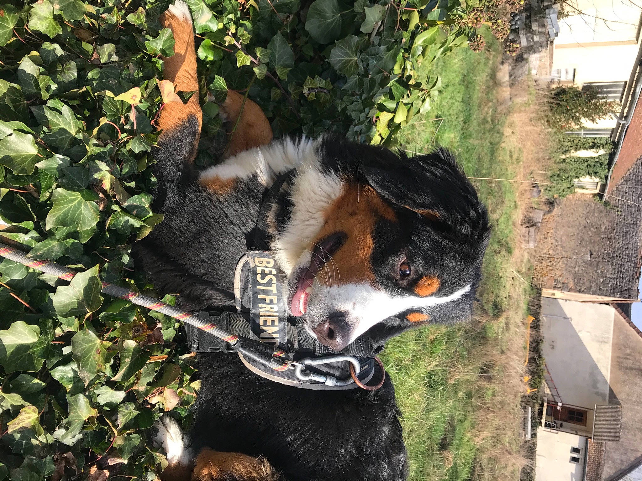 Rafale participe au concours pour gagner de l'argent avec cette photo : art, canidae, carnivore, collar, companion_dog, dog, dog_breed, dog_supply, fur, grass, herding_dog, leaf, light, plant, snout, sporting_group, terrestrial_animal, tree, working_animal, working_dog