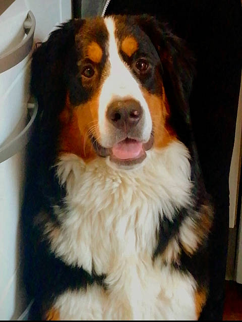 Rafale a rejoint le concours — aidez-le/la à gagner de superbes lots ! bernese_mountain_dog, carnivore, companion_dog, cup, dog, dog_breed, drinkware, fur, human_body, serveware, smile, snout, sporting_group, terrestrial_animal, whiskers, working_dog