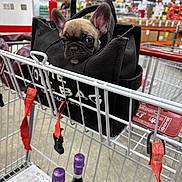 Lola is registered to the contest to win money with this photo: puppy, dog, french_bulldog, shopping_cart, bag, black_bag, warehouse, bottle, purple_caps, concrete_floor, person_blurred, orange_shelves, retail_store, pet, curious, cute, animal, indoor, shopping, container