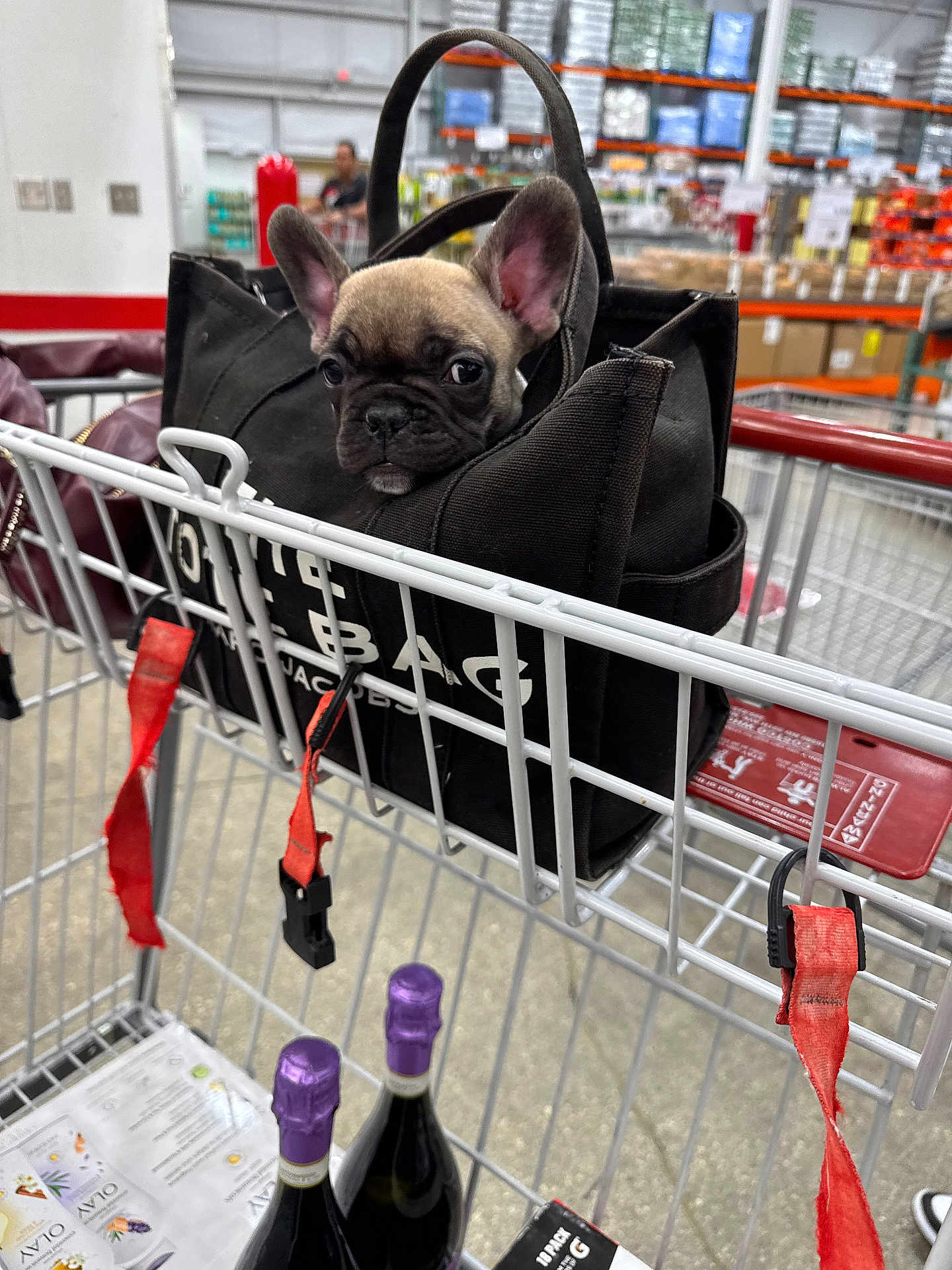 Lola