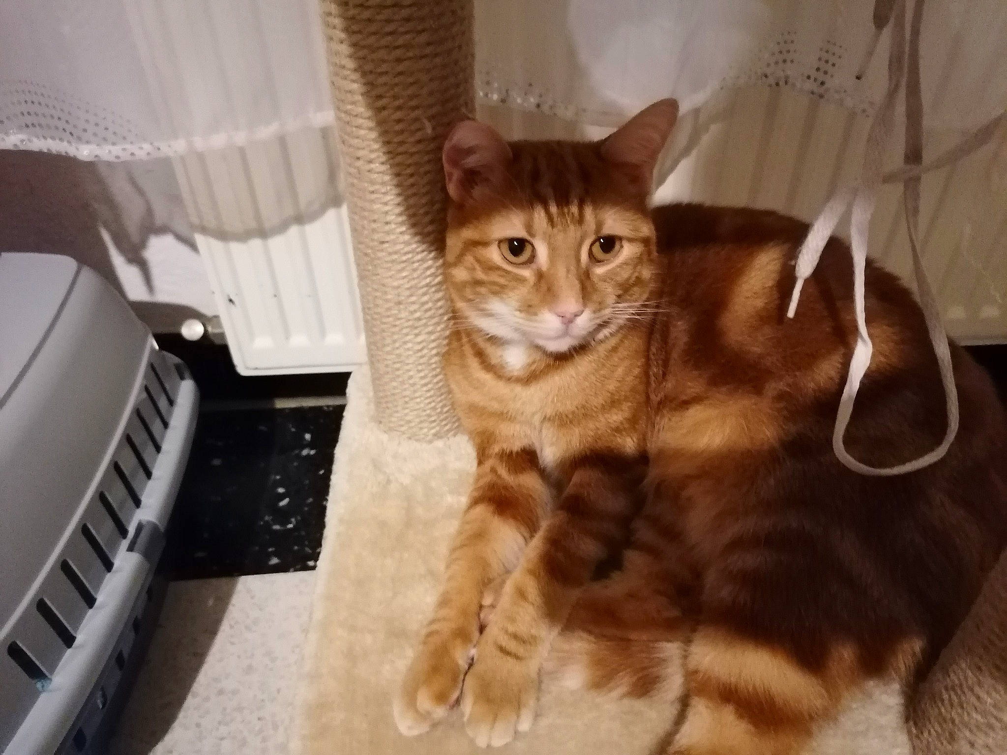 Calinou participe au concours pour gagner de l'argent avec cette photo : aegean_cat, american_shorthair, american_wirehair, arabian_mau, asian, australian_mist, carnivore, cat, domestic_short_haired_cat, dragon_li, european_shorthair, fawn, felidae, mammal, ocicat, polydactyl_cat, small_to_medium_sized_cats, tabby_cat, vertebrate, whiskers