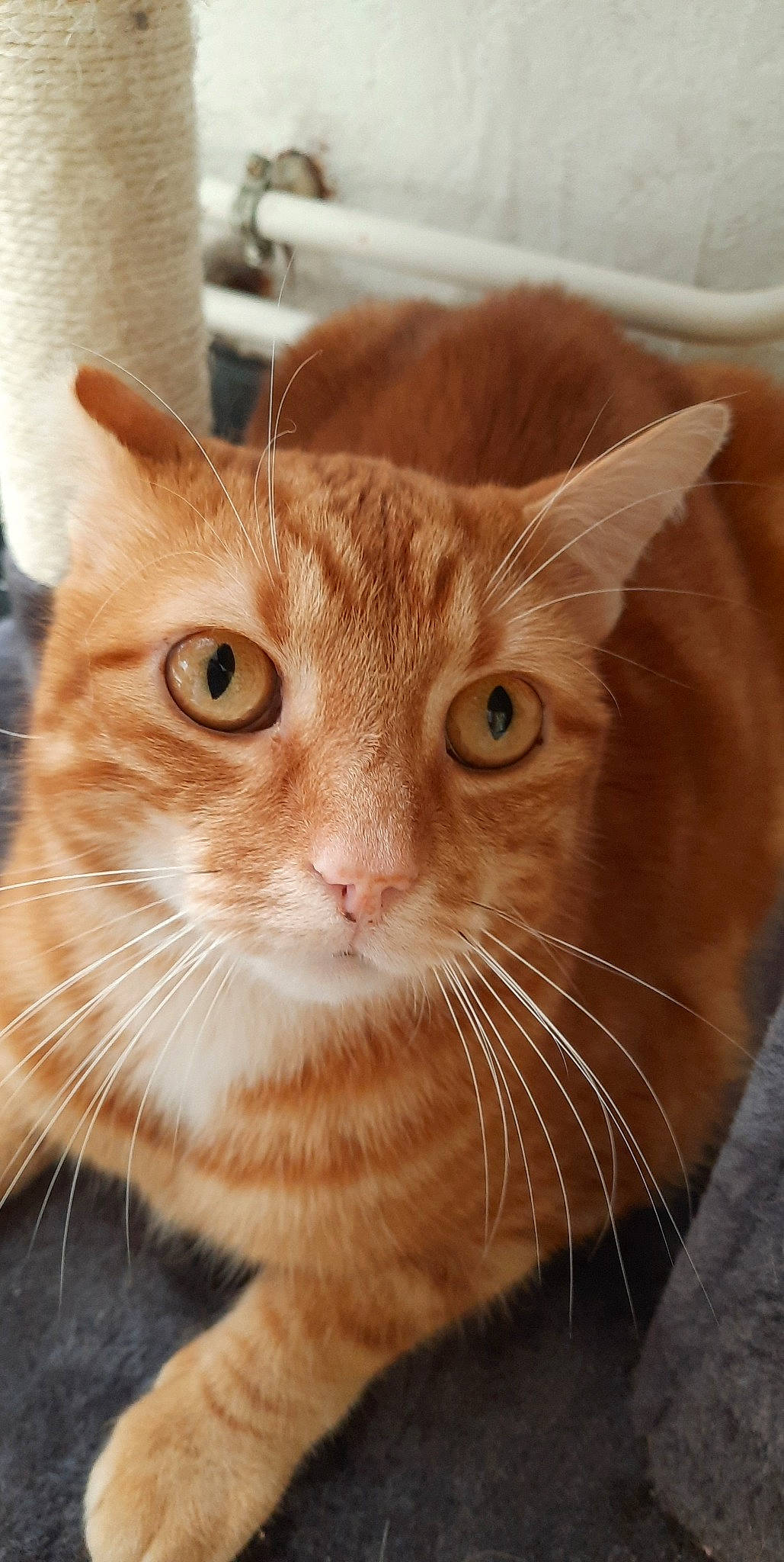 Calinou a rejoint le concours — aidez-le/la à gagner de superbes lots ! carnivore, cat, domestic_short_haired_cat, ear, eye, fawn, felidae, fur, head, iris, paw, pet_supply, small_to_medium_sized_cats, snout, whiskers, window, wood