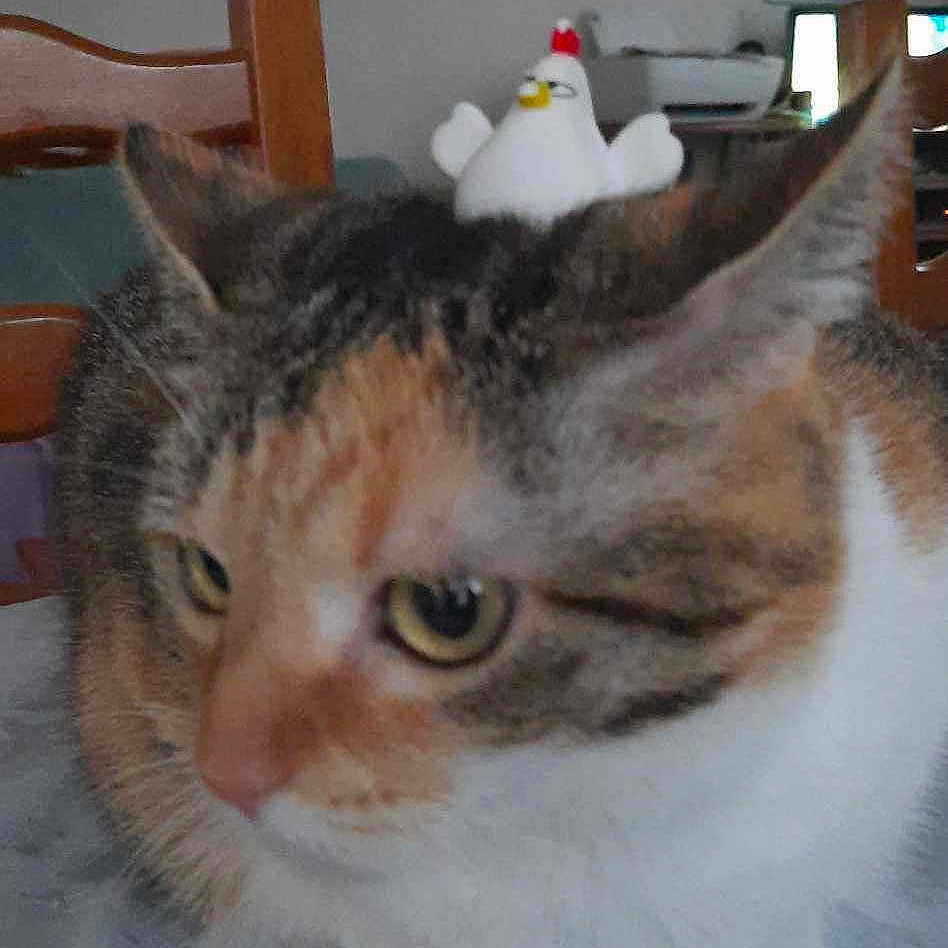 Molly a rejoint le concours — aidez-le/la à gagner de superbes lots ! abyssinian, animal, cat, diningtable, face, furniture, head, indoors, kitten, nature, outdoors, pet, photoframe, plant, pottedplant, pottery, snow, snowman, table, winter