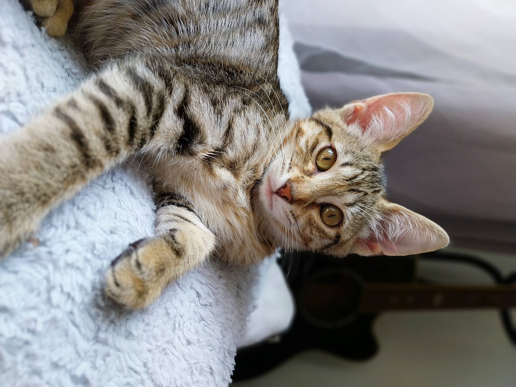 Bulma participe au concours pour gagner de l'argent avec cette photo : carnivore, cat, claw, close_up, comfort, domestic_short_haired_cat, fawn, felidae, fur, paw, small_to_medium_sized_cats, snout, tail, terrestrial_animal, whiskers, wildlife