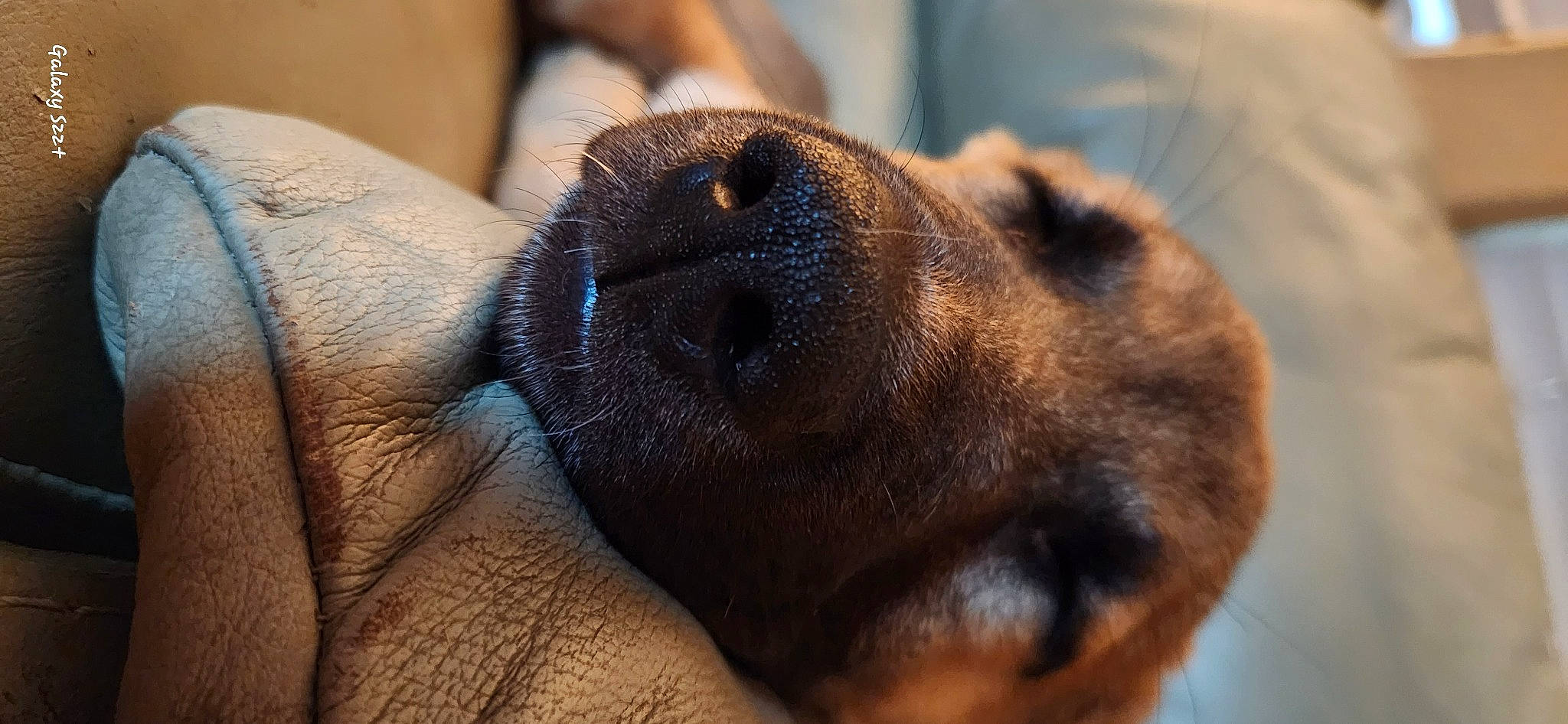 Archer joined the competition — help win amazing prizes! canidae, carnivore, companion_dog, dog, dog_breed, ear, fawn, fur, liver, paw, pet_supply, snout, sporting_group, terrestrial_animal, whiskers, working_animal, wrinkle