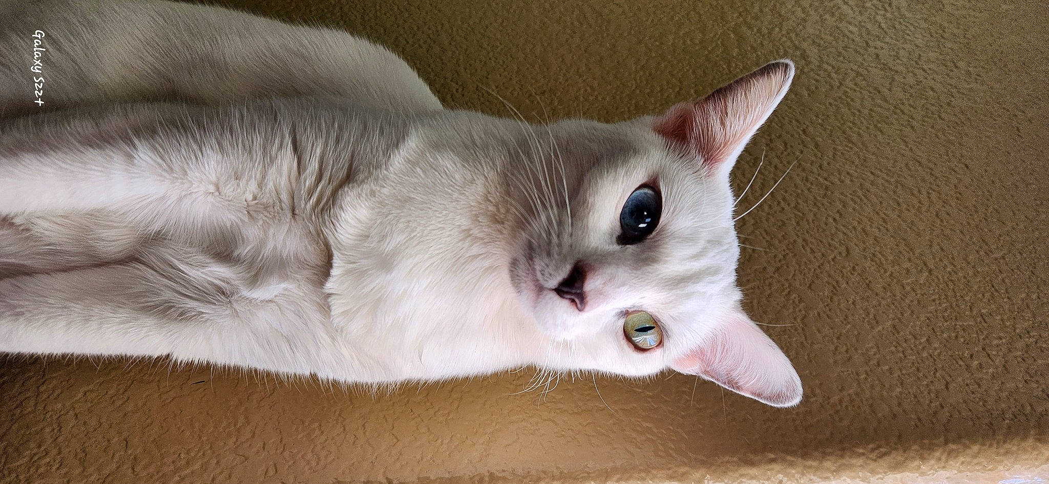 Louie is registered to the contest to win money with this photo: balinese, carnivore, cat, comfort, domestic_short_haired_cat, felidae, fur, paw, small_to_medium_sized_cats, snout, thai, whiskers