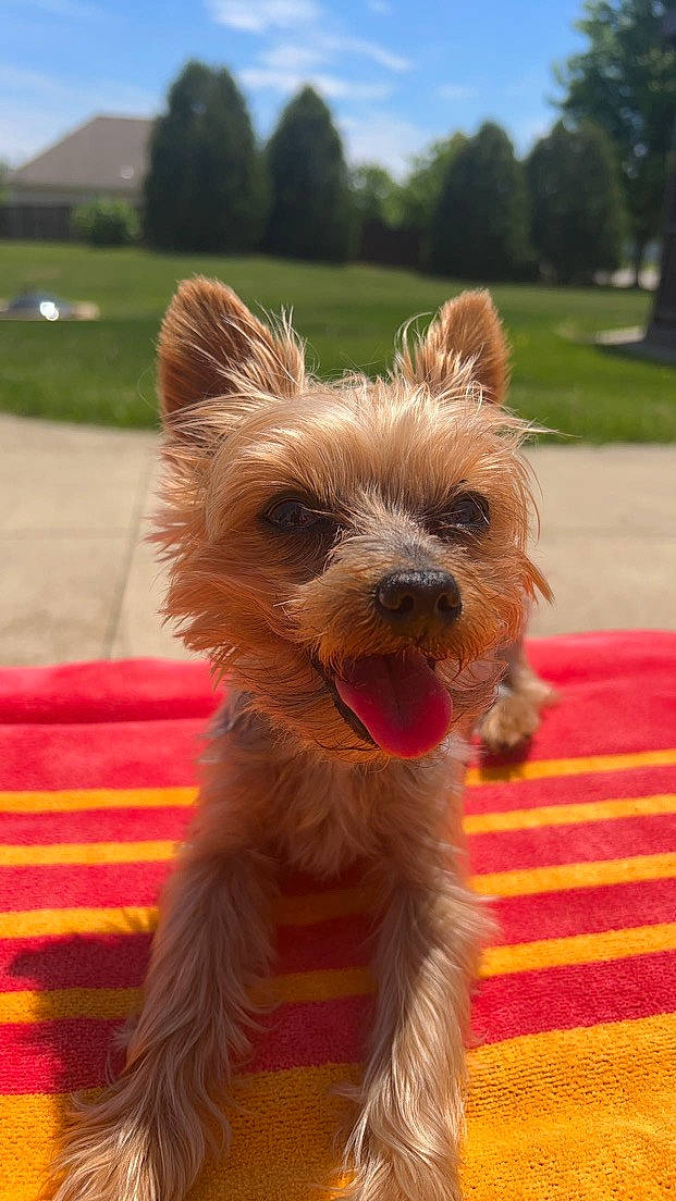 Belle joined the competition — help win amazing prizes! australian_terrier, canidae, carnivore, companion_dog, dog, dog_breed, dog_supply, event, fawn, fur, grass, plant, sky, small_terrier, snout, sporting_group, terrier, toy_dog, tree, working_animal