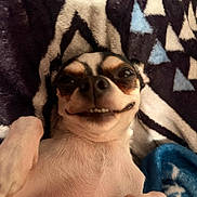 Lokie is registered to the contest to win money with this photo: dog, small_dog, lying_down, blanket, patterned_blanket, smiling_dog, pet, cute, indoor, fur, paw, close_up, face, resting, playful, animal, cozy, relaxed, nose, happy