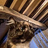 Poupouille a rejoint le concours — aidez-le/la à gagner de superbes lots ! cat, indoor, wooden_beams, curtain, bird_pattern, blurry, close_up, furniture, pet, animal, cozy, room, domestic, tortoiseshell, fur, ears, whiskers, window, home, decor