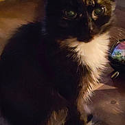 Poupouille participe au concours pour gagner de l'argent avec cette photo : cat, tortoiseshell, indoor, pet, animal, feline, fur, sitting, wooden_floor, dim_light, green_eyes, household, cozy, quiet, domestic, companion, cute, whiskers, tail, mammal