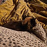 Poupouille a rejoint le concours — aidez-le/la à gagner de superbes lots ! cat, animal, pet, blanket, pattern, yellow, brown, fur, resting, cozy, indoor, soft, comfort, warm, bed, texture, sleeping, relaxed, back_view, quiet