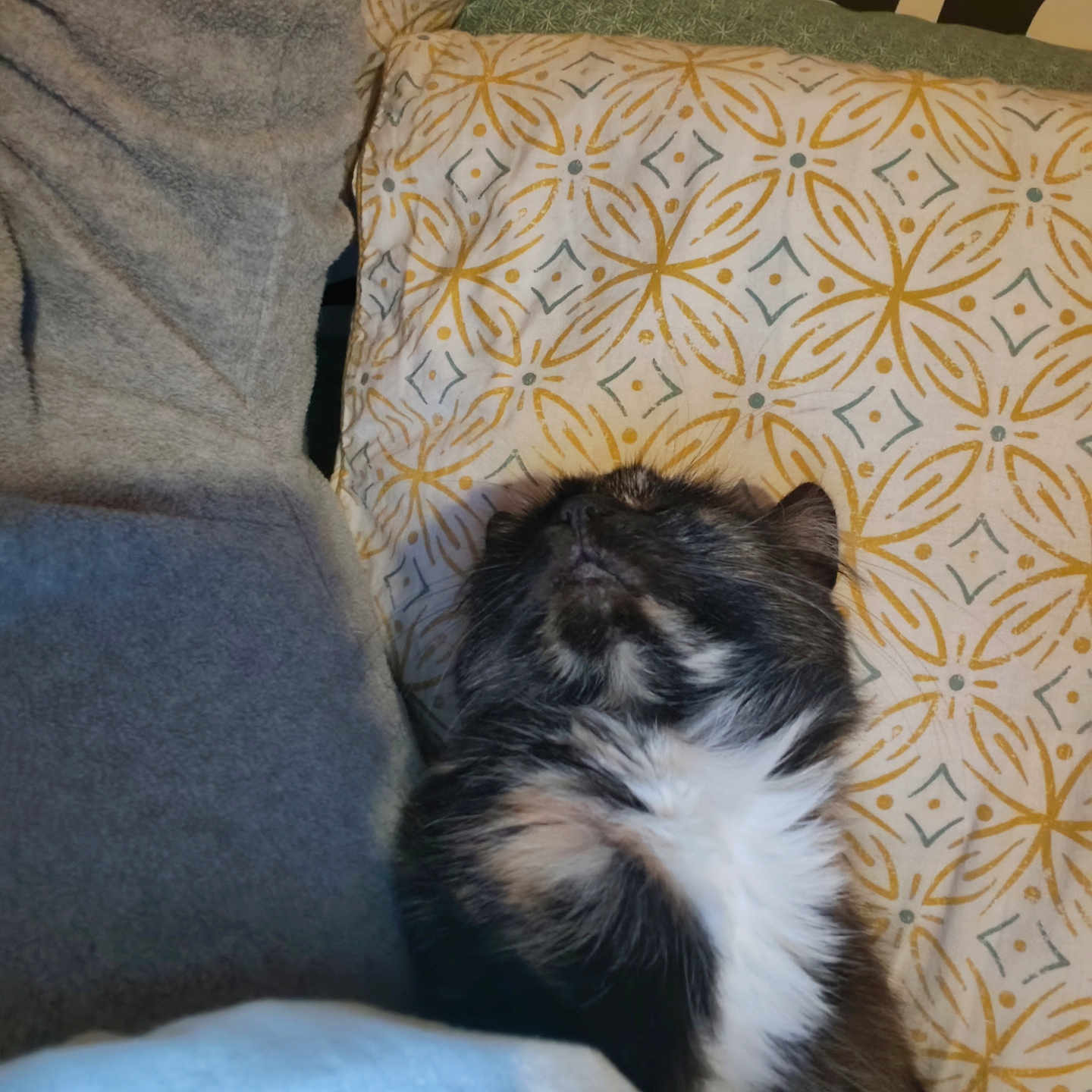 Poupouille participe au concours pour gagner de l'argent avec cette photo : cat, sleeping, pillow, blanket, patterned, cozy, indoor, fur, rest, comfort, closeup, domestic_animal, pet, relaxing, feline, soft, nap, home, cute, animal