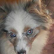 Giggity joined the competition — help win amazing prizes! dog, canine, fluffy, long_hair, blue_eyes, white_fur, gray_fur, brown_fur, close_up, portrait, face, muzzle, nose, ears, whiskers, pet, indoors, seated, looking_at_camera, animal