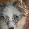 dog, canine, fluffy, long_hair, blue_eyes, white_fur, gray_fur, brown_fur, close_up, portrait, face, muzzle, nose, ears, whiskers, pet, indoors, seated, looking_at_camera, animal