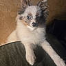 Giggity is registered to the contest to win money with this photo: puppy, dog, canine, fluffy, small_dog, white_fur, brown_fur, black_fur, blue_eye, portrait, sitting, sofa, couch, indoors, pet, cute, adorable, long_ears, close_up, photography
