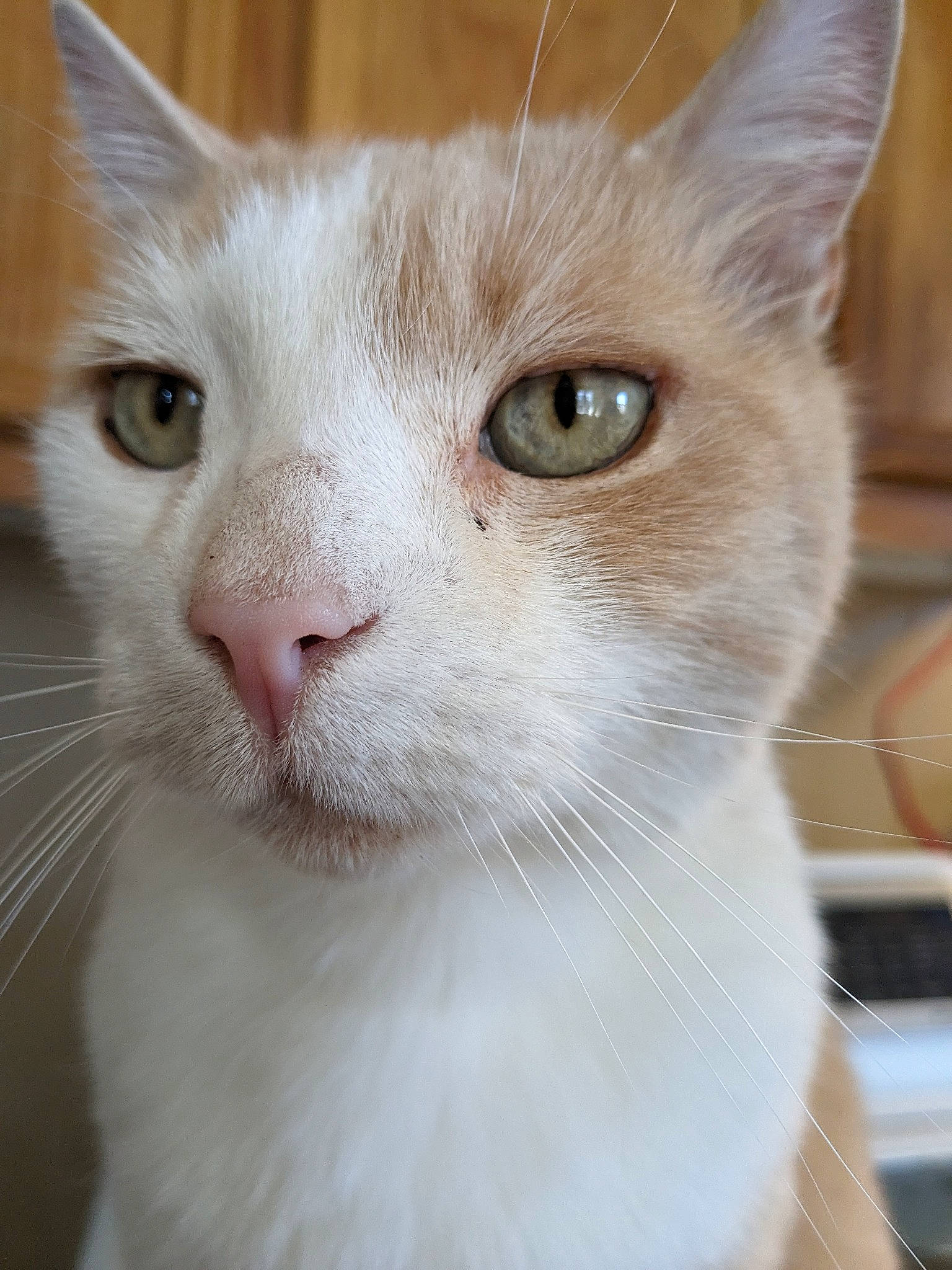 Billy joined the competition — help win amazing prizes! carnivore, cat, domestic_short_haired_cat, ear, eye, fawn, felidae, fur, head, human_body, iris, small_to_medium_sized_cats, snout, whiskers, window