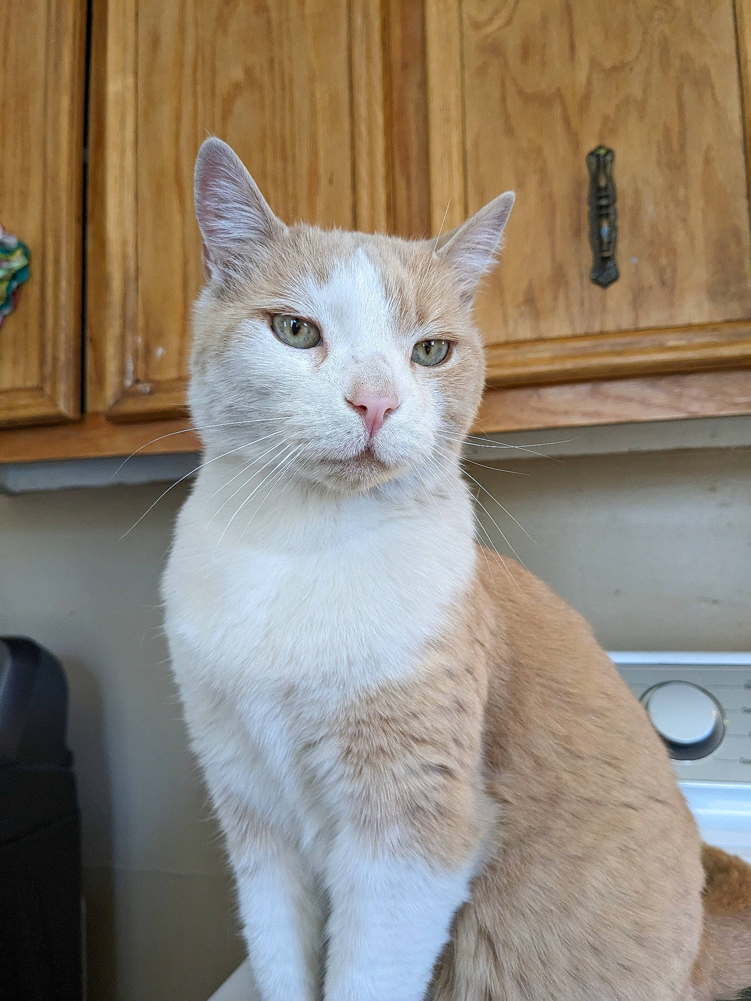 Billy is registered to the contest to win money with this photo: carnivore, cat, cat_supply, claw, comfort, domestic_short_haired_cat, eye, fawn, felidae, fur, head, luggage_and_bags, paw, sitting, small_to_medium_sized_cats, snout, tail, terrestrial_animal, whiskers, window