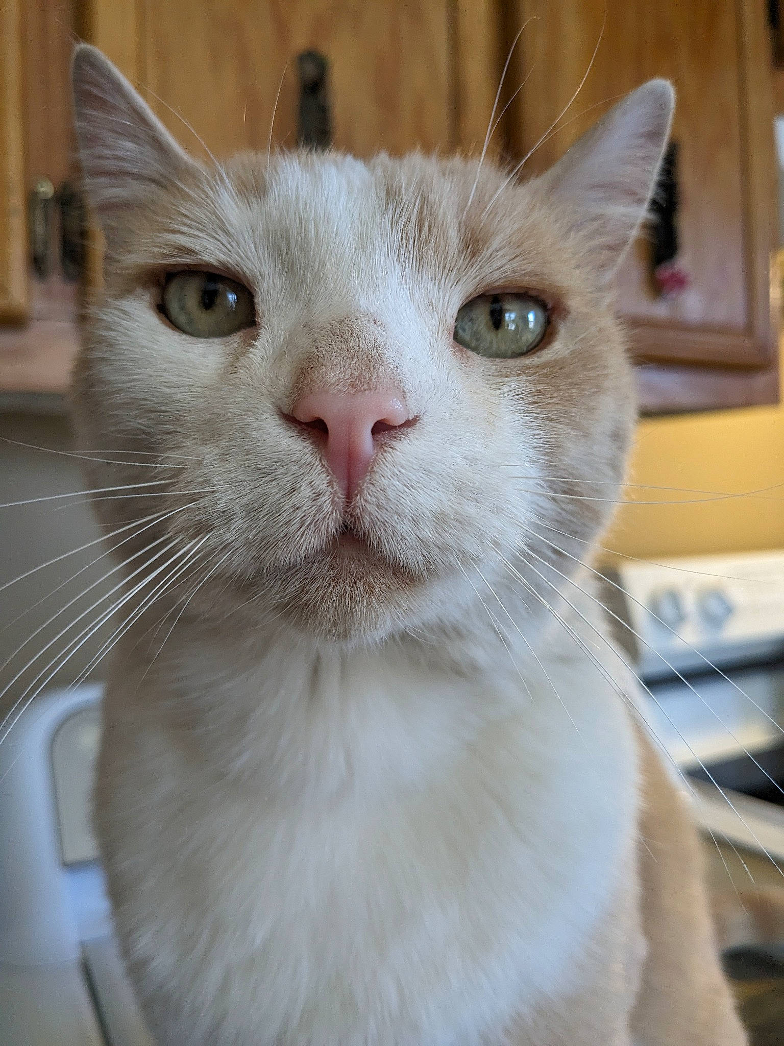 Billy joined the competition — help win amazing prizes! carnivore, cat, computer_keyboard, domestic_short_haired_cat, fawn, felidae, fur, head, small_to_medium_sized_cats, snout, whiskers, window