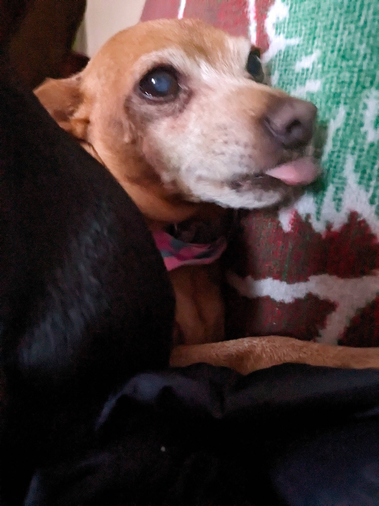 Miley And Jenny is registered to the contest to win money with this photo: canidae, carnivore, collar, comfort, companion_dog, dog, dog_breed, ear, fawn, fur, non_sporting_group, snout, sporting_group, toy_dog, whiskers, wood, working_animal, woven_fabric